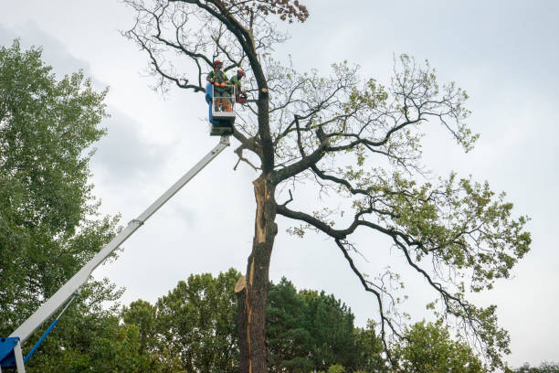 Best Arborist Consultation Services  in Riverbend, WA